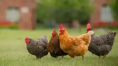 تصویر از فروش جوجه گوشتی پلاس با تورنگ طلایی