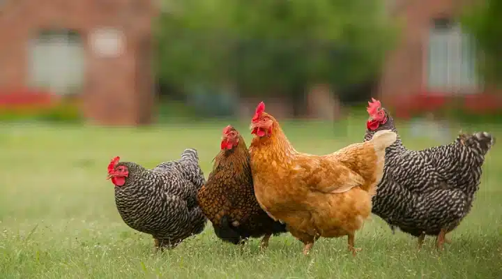فروش جوجه گوشتی پلاس با تورنگ طلایی